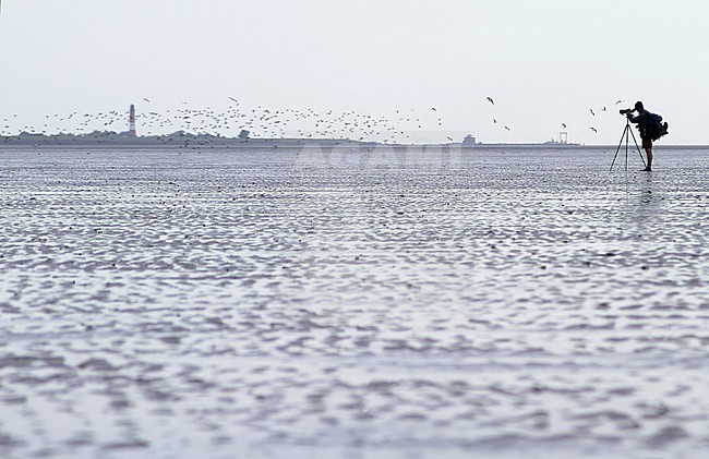 Birdwatcher counting birds in the Wadden Sea, Germany. stock-image by Agami/Ralph Martin,