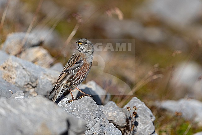 An adult Alpine Accentor (Prunella collaris) at the rocks of Karwendel Mountains in the Bavarian Alps stock-image by Agami/Mathias Putze,