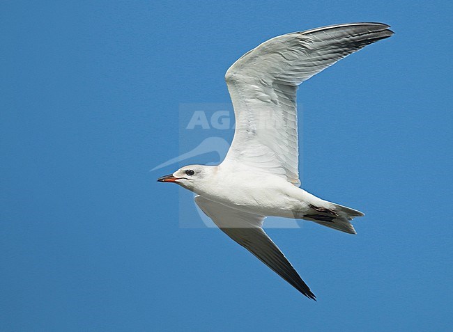 Gull-billed Tern (Gelochelidon nilotica), juvenile in flight, seen from the side, showing under wing. stock-image by Agami/Fred Visscher,