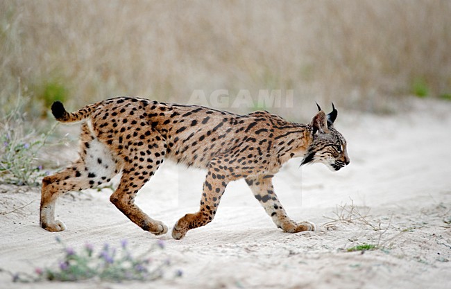 Spaanse Lynx, Iberian Lynx, Lynx pardinus stock-image by Agami/Marten van Dijl,