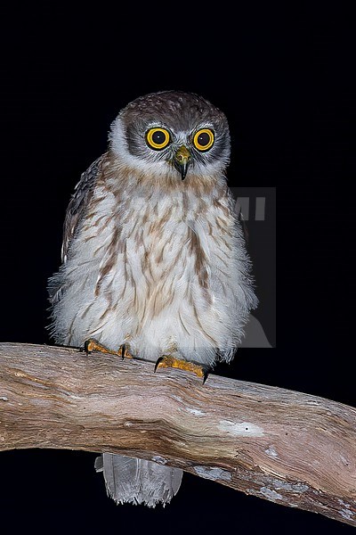 Barking Owl (Ninox connivens) perched on a branch in Papua New Guinea. stock-image by Agami/Glenn Bartley,
