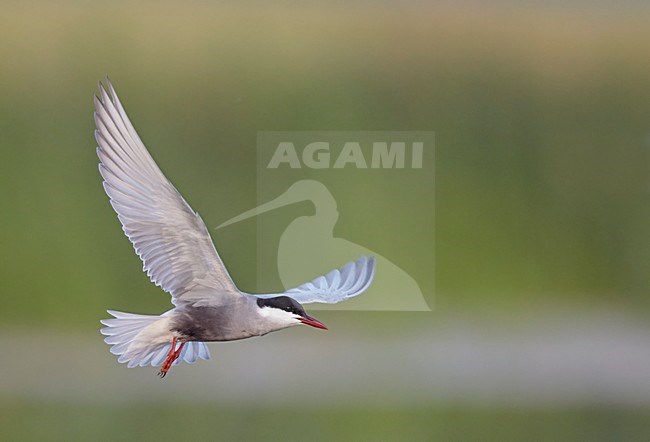 Volwassen Witwangstern in vlucht, Adult Whiskered Tern in flight stock-image by Agami/Markus Varesvuo,