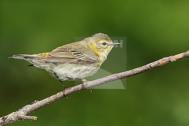 Adult female breeding
Galveston Co., TX
May 2012 stock-image by Agami/Brian E Small,