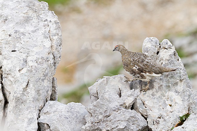 Rock Ptarmigan - Alpenschneehuhn - Lagopus muta ssp. helvetica, Germany, adult male stock-image by Agami/Ralph Martin,