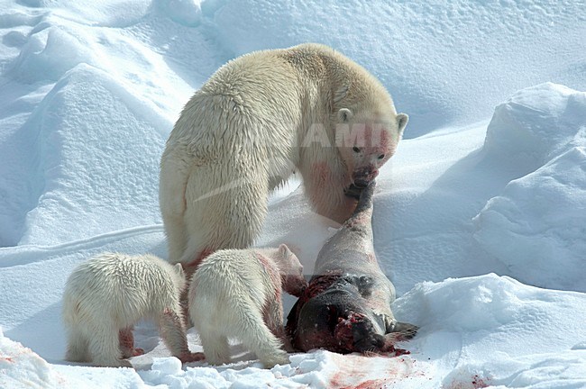 IJsbeer met prooi en jongen, Polar Bear with prey and cubs stock-image by Agami/Roy de Haas,