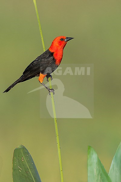 Scarlet-headed Blackbird (Amblyramphus holosericeus) Perched in reeds in Argentina stock-image by Agami/Dubi Shapiro,