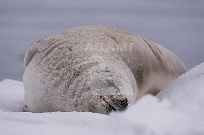 A crabeater seal, Lobodon carcinophaga, resting  on the ice, Wilhelmina Bay, Antarctica. Antarctica. stock-image by Agami/Sergio Pitamitz,