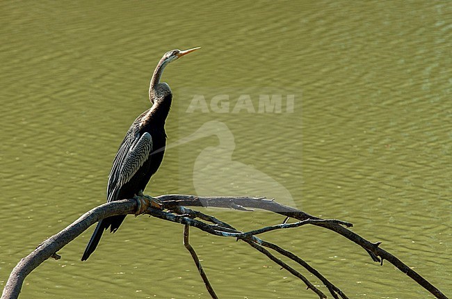 Adult Oriental Darter (Anhinga melanogaster) in a freshwater lake in Asia. Sitting on a dead tree that has fallen in the water. stock-image by Agami/Marc Guyt,
