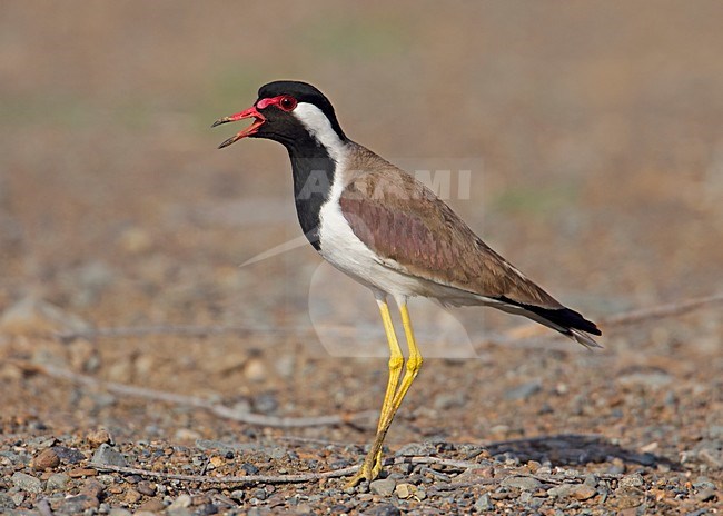 Indische Kievit staand; Red-wattled Plover standing stock-image by Agami/Markus Varesvuo,