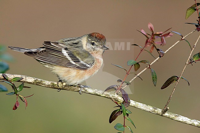 Immature male Bay-breasted Warbler (Setophaga castanea) during spring migration at Galveston County, Texas, USA. Perched on a branch. stock-image by Agami/Brian E Small,