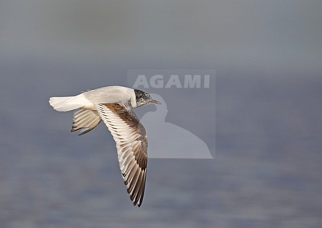 Dwegmeeuw in vlucht; Little Gull in flight stock-image by Agami/Markus Varesvuo,