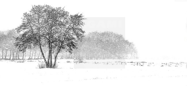 An old Black alder standing in a snowdrift stock-image by Agami/Wil Leurs,