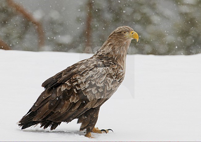 Zeearend onvolwassen zittend in sneeuw; White-tailed Eagle immature perched in snow stock-image by Agami/Markus Varesvuo,