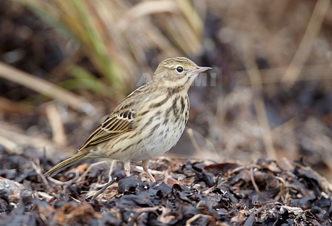 Boompieper op de grond; Tree Pipit on the ground stock-image by Agami/Markus Varesvuo,