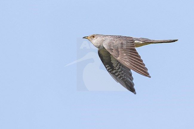 Oriental Cuckoo - Hopfkuckuck - Cuculus saturatus ssp. optatus, Russia, adult male stock-image by Agami/Ralph Martin,