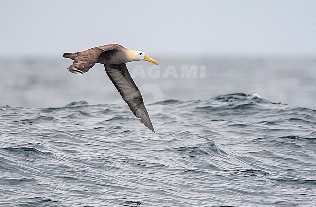 Critically endangered Waved Albatross (Phoebastria irrorata) flying over the Humboldt Current in the Pacific ocean off Peru. stock-image by Agami/Marc Guyt,