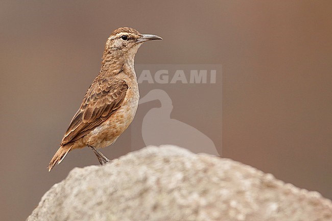 Birds of Peru, the Thick-billed Miner stock-image by Agami/Dubi Shapiro,