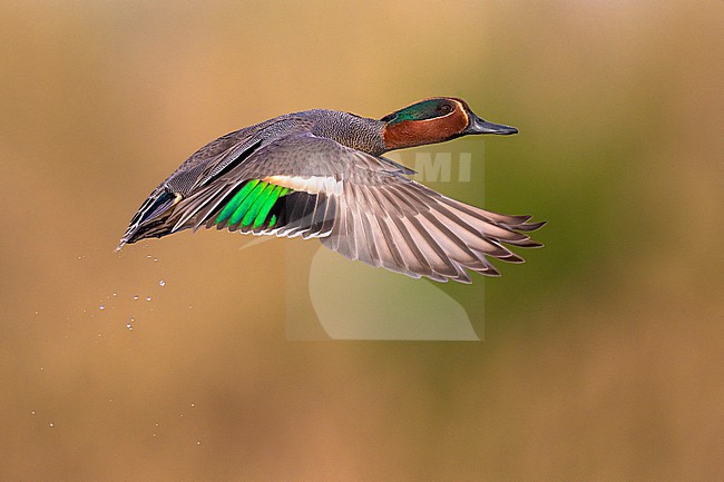 Eurasian Teal (Anas crecca) in Italy. stock-image by Agami/Daniele Occhiato,