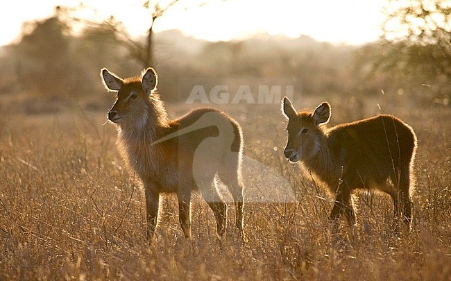 Backlight Waterbuck (Kobus ellipsiprymnus) standing in dry long grass in in Kruger National Park in South Africa. stock-image by Agami/Marc Guyt,