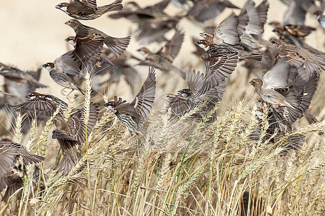 Flock of Spanish Sparrows (Passer hispaniolensis) during spring migration in southern negev, Israel. stock-image by Agami/Marc Guyt,