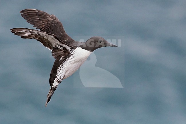 Common Murre (Uria aalge), adult in flight stock-image by Agami/Saverio Gatto,