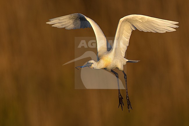 Adult Eurasian Spoonbill, Platalea leucorodia, in Italy. stock-image by Agami/Daniele Occhiato,