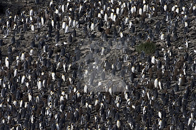 King Penguin colony; KoningspinguÃ¯n kolonie stock-image by Agami/Marc Guyt,