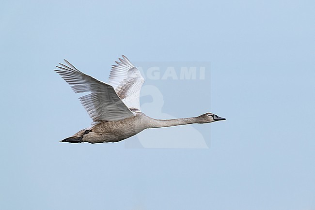 first calendar year or juvenile Mute Swan (Cygnus olor) in flight, found at Fehmarn at the Baltic Sea in Germany stock-image by Agami/Mathias Putze,