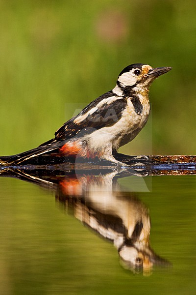 Vrouwtje Grote Bonte Specht bij de drinkplaats; Female Great Spotted Woodpecker at drinking site stock-image by Agami/Marc Guyt,