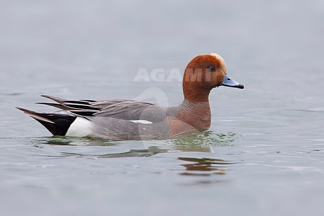 Smient, Eurasian Wigeon stock-image by Agami/Daniele Occhiato,