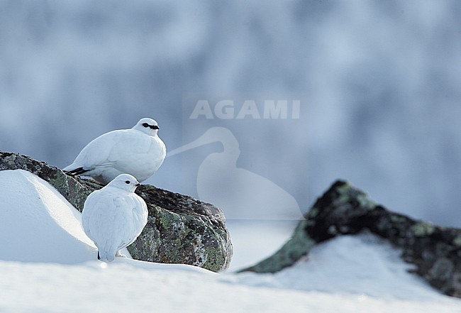Alpensneeuwhoen paartje in winterkleed, Rock Ptarmigan pair in winterplumage stock-image by Agami/Markus Varesvuo,