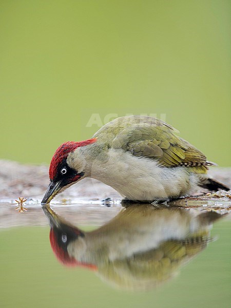 Adult European Green Woodpecker (Picus viridis) in the Netherlands. At water edge. stock-image by Agami/Han Bouwmeester,