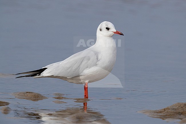 Black-headed Gull (Chroicocephalus ridibundus), side view of adult in winter plumage standing on the shore in Campania (Italy) stock-image by Agami/Saverio Gatto,