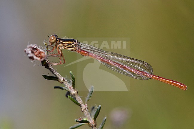 Imago Koraaljuffer; Adult Small Red Damselfly; stock-image by Agami/Fazal Sardar,