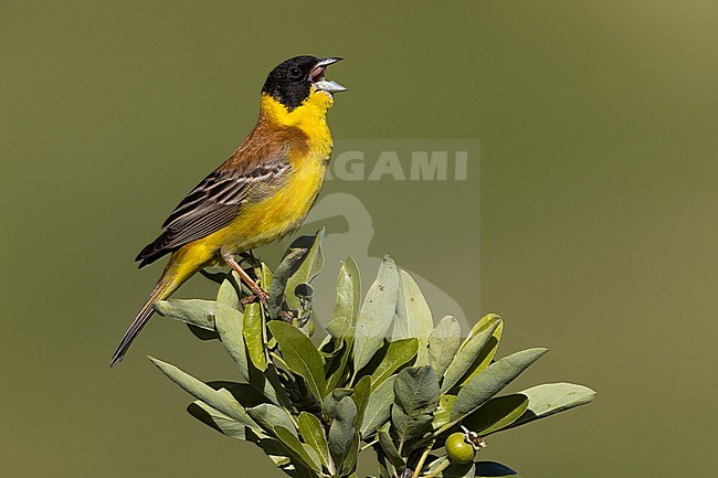 Adult male Black-headed Bunting, Emberiza melanocephala, in Italy. Singing from a perch. stock-image by Agami/Daniele Occhiato,