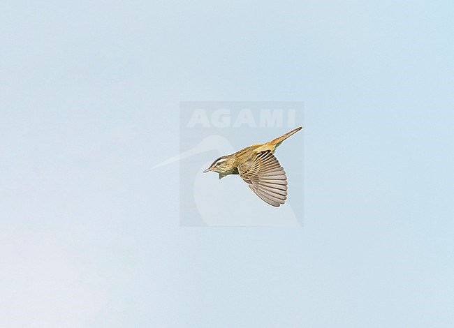 Adult male Sedge Warbler (Acrocephalus schoenobaenus) in song flight, singing and flying against a pale blue sky, in sideview showing upperparts stock-image by Agami/Ran Schols,