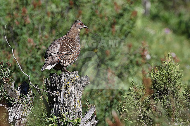 Szechenyi's monal-partridge (Tetraophasis szechenyii) on Tibetan plateau, Qinghai, China. Also known as buff-throated partridge. stock-image by Agami/James Eaton,