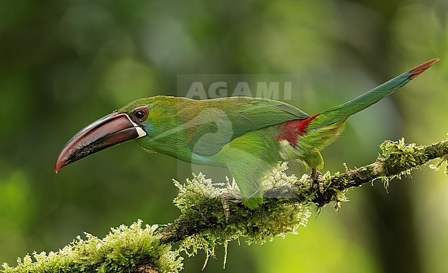 Crimson-rumped Toucanet (Aulacorhynchus haematopygus haematopygus) (subspecies) perched on a mossy branch in Cali, Colombia, South-America. stock-image by Agami/Steve Sánchez,