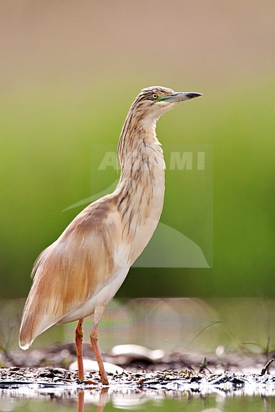 Ralreiger staand langs een visvijver; Squacco Heron standing along a fishing pond stock-image by Agami/Marc Guyt,