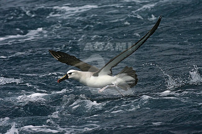 Atlantic Yellow-nosed Albatross (Thalassarche chlororhynchos) flying low over southern Atlantic ocean off Tristan da cunha. Taking off from the surface. stock-image by Agami/Marc Guyt,