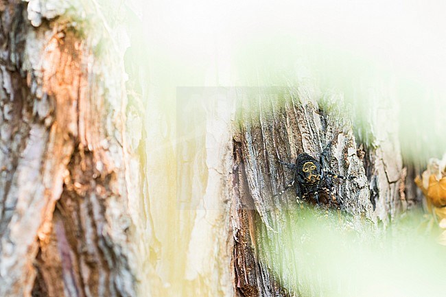 Deaths-head Hawk Moth - Totenkopfschwärmer - Acherontia atropos, Germany, imago stock-image by Agami/Ralph Martin,