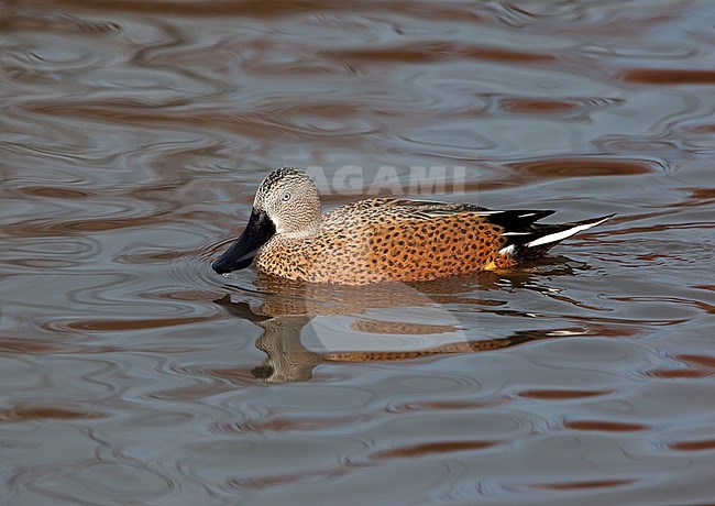 Male Red Shoveler (Spatula platalea) swimming on a lake. stock-image by Agami/Andy & Gill Swash ,