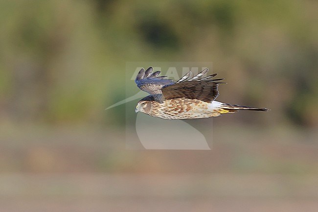 Adult female Northern Harrier (Circus hudsonius)
Riverside Co., California
November 2016 stock-image by Agami/Brian E Small,