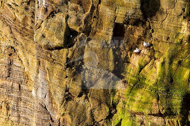 Northern Fulmar, Fulmarus glacialis stock-image by Agami/Oscar Díez,