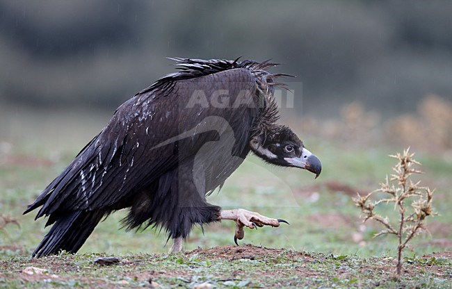 Monniksgier aan de grond; Cinereous Vulture perched on the ground stock-image by Agami/Markus Varesvuo,