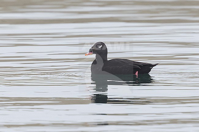 Stejneger's Scoter in Hokkaido, Japan stock-image by Agami/Stuart Price,