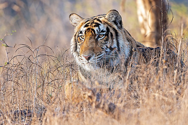Bengal Tiger, Panthera tigris tigris, in India. stock-image by Agami/Dani Lopez-Velasco,