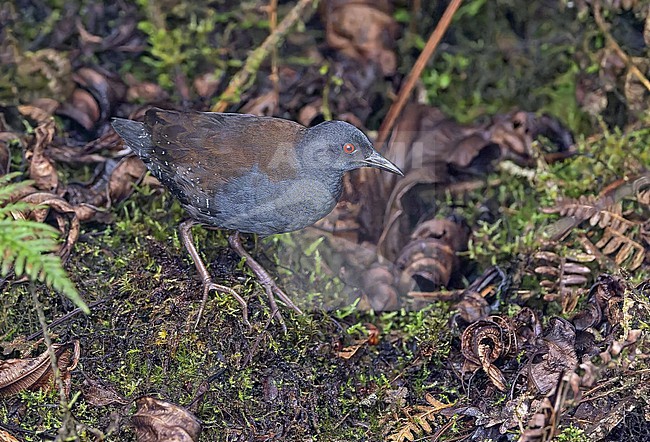 Galapagos Crake (Laterallus spilonota) on the Galapagos Islands, part of the Republic of Ecuador. stock-image by Agami/Pete Morris,