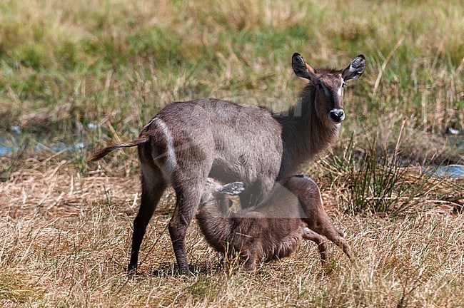 A female waterbuck, Kobus ellipsiprymnus, and her nursing calf. Khwai Concession Area, Okavango Delta, Botswana. stock-image by Agami/Sergio Pitamitz,