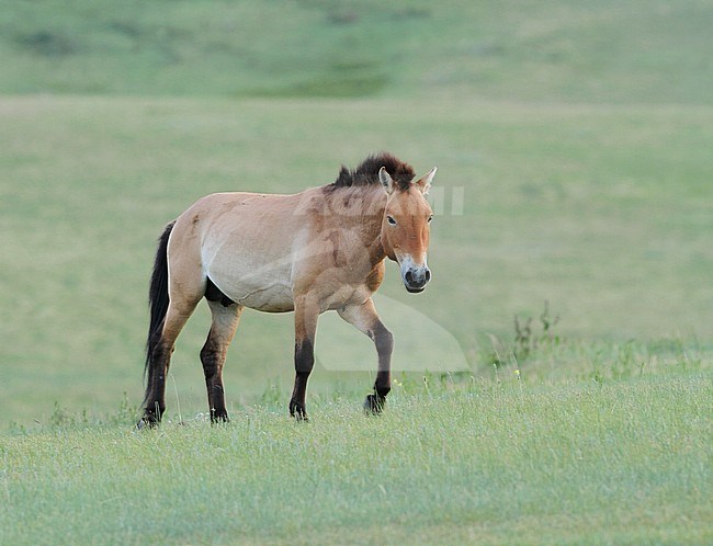 Przewalski's Horse (Equus przewalskii) in Khustain Nuruu National Park, Mongolia. Once extinct in the wild, now reintroduced. stock-image by Agami/James Eaton,